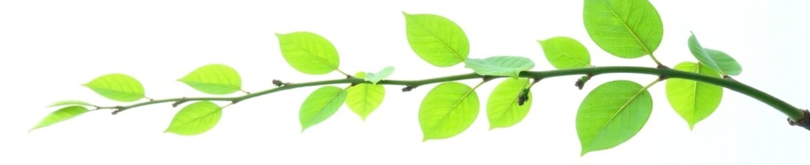 Fototapeta premium Branch with leaves isolated on white background, shape, green