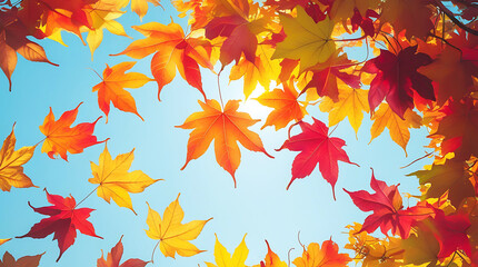 Autumn colored fall  maple  leaves background.