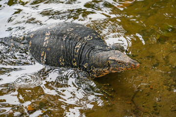 Asian water monitor (Varanus Salvator) in Kandy, Sri Lanka, Asia. The Asian water monitor is native to South and Southeast Asia, being the second-largest lizard species, after the Komodo Dragon.	