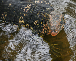 Asian water monitor (Varanus Salvator) in Kandy, Sri Lanka, Asia. The Asian water monitor is native to South and Southeast Asia, being the second-largest lizard species, after the Komodo Dragon.	