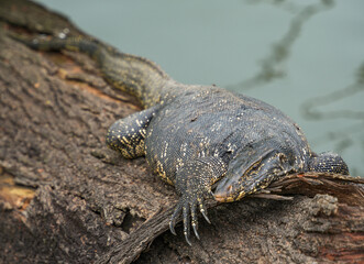 Asian water monitor (Varanus Salvator) in Kandy, Sri Lanka, Asia. The Asian water monitor is native to South and Southeast Asia, being the second-largest lizard species, after the Komodo Dragon.	