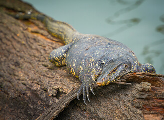 Asian water monitor (Varanus Salvator) in Kandy, Sri Lanka,  Asia. The Asian water monitor is native to South and Southeast Asia, being the second-largest lizard species, after the Komodo Dragon.