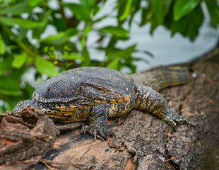 Asian water monitor (Varanus Salvator) in Kandy, Sri Lanka, Asia. The Asian water monitor is native to South and Southeast Asia, being the second-largest lizard species, after the Komodo Dragon.	