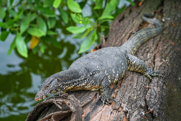 Asian water monitor (Varanus Salvator) in Kandy, Sri Lanka, Asia. The Asian water monitor is native to South and Southeast Asia, being the second-largest lizard species, after the Komodo Dragon.	