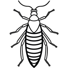 Blattodea isolated on white background