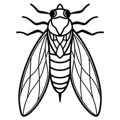 Cicadas isolated on white background