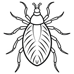 Lice isolated on white background