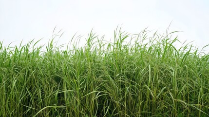 Obraz premium Generic Green Grass Moment Background. Pure Vibrant