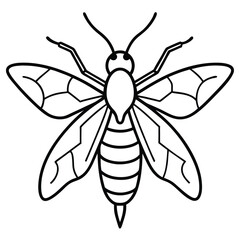 Phasmids isolated on white background