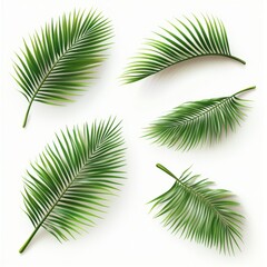 Generic Tropical Palm Moment Shadows Soft Leaves Background.