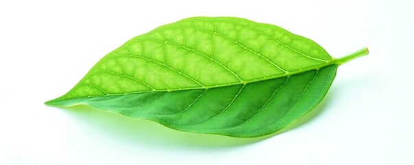Fototapeta premium Single large leaf with intricate veins against white background, botanical, foliage, leaf