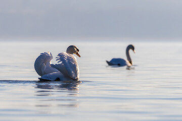 Close-up of mute swan swimming in lake Balaton of Hungary
