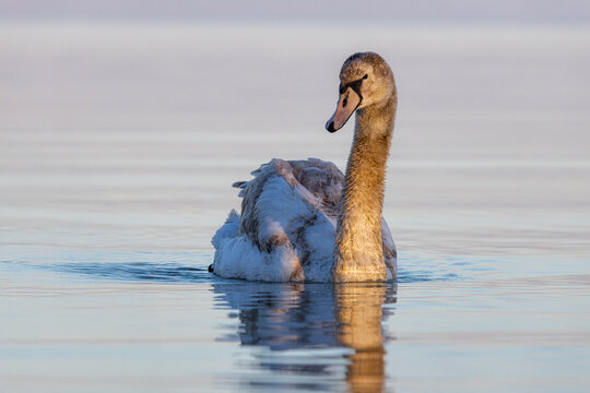 Close-up of young mute swan swimming in lake Balaton of Hungary
