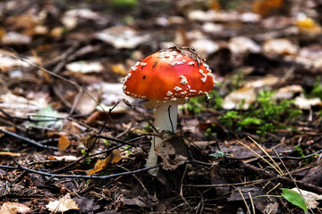 Fly agaric mushroom with a red cap and white spots growing in the forest among leaves and twigs. The background is blurred.