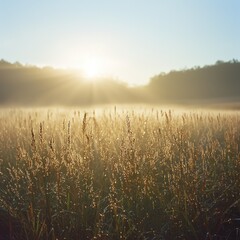 Naklejka premium Dewy meadow at sunrise with golden light and mist.