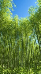 Fototapeta premium Dense bamboo forest with green leaves against a bright blue sky
