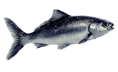 Obraz premium PNG A Doltsu fish splash water.