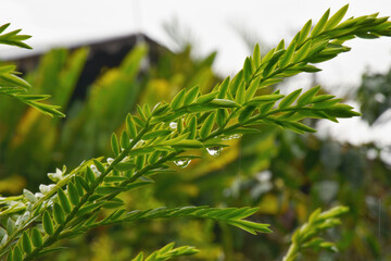 Foliage and trees in native forests, essential for a good balance of the environment or an appropriate nature