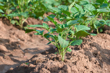 growing potato plant in an agricultural field close-up