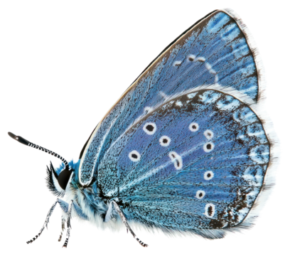 PNG A blue butterfly photography animal insect.