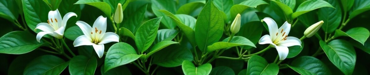 Obraz premium Green leaves and white lily stems intertwined, vines, stems, nature