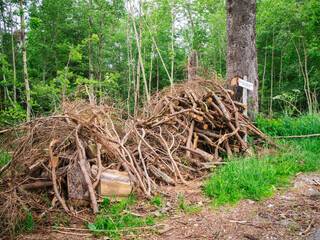 Trimmed undergrowth wide angle view