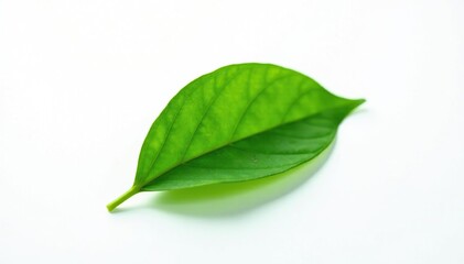 Obraz premium Single green leaf isolated on white background, plant life, greenery