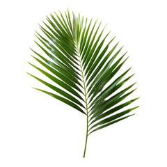 Obraz premium Palm branch symbolizing victory, religion, and easter on transparent background