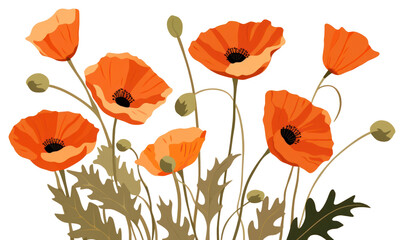Fototapeta premium PNG California Poppies flower poppy plant.