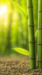 Tranquil Bamboo Grove in Sunlight