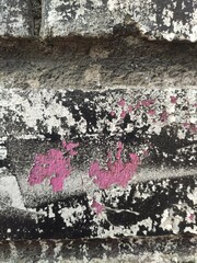 Fototapeta premium Weathered wall with pink graffiti for urban style posters and digital collages