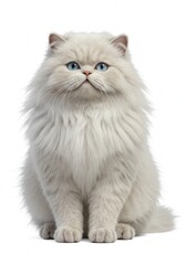 persian cat on white background