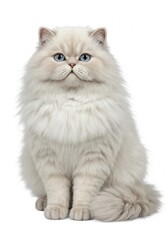 persian cat on white background