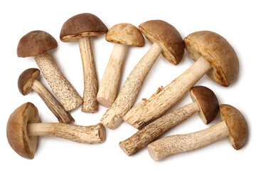 Fresh wild mushrooms (Leccinum scabrum)