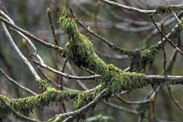 Tree branch with green moss.