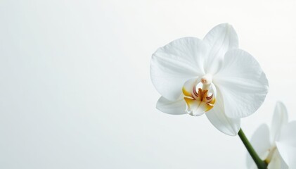 Delicate white orchid blossom on pure white backdrop, elegant, flora, blossom