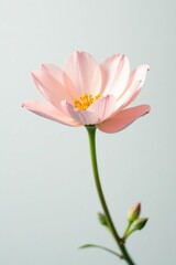 Fototapeta premium a single pale colored flower against a bright white backdrop in focus, pale blooms, single bloom, nature