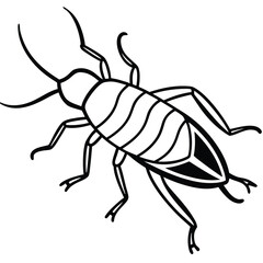 Mole cricket isolated on white background