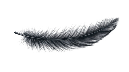 Obraz premium A detailed feather with realistic barbs and a slight curve on a transparent background 