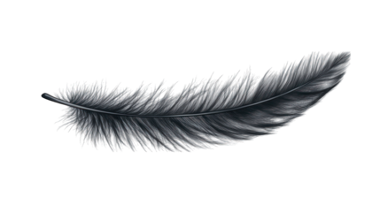 A detailed feather with realistic barbs and a slight curve on a transparent background 