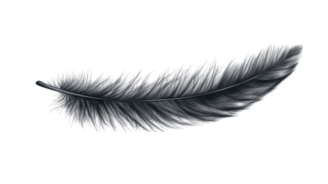 A detailed feather with realistic barbs and a slight curve on a transparent background 