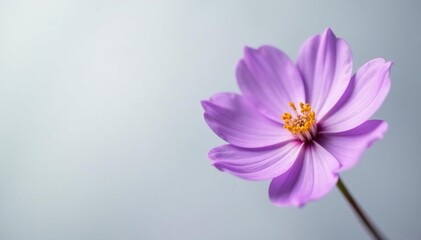 Fototapeta premium Softly bloomed purple flower on a light gray background, light gray, blossom, delicate
