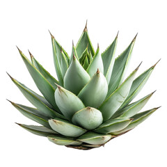 A vibrant green plant against a clean white background, showcasing its leaves and natural beauty.