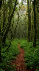 Obraz premium Serene path through a dense mossy forest with a carpet of leaves