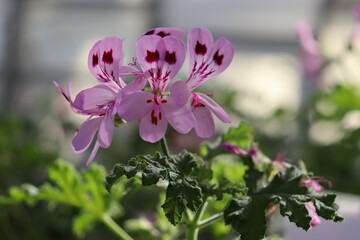 Pink flowers of rose geranium (Pelargonium graveolens) close-up