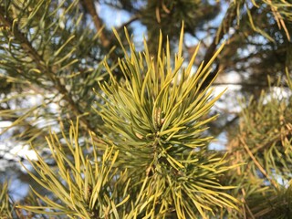 Close-up of pine needles. Conifer tree branches background.