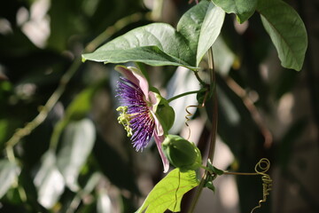 Flowers of Passiflora belotii (hybrid between P. alata and P. caerulea)