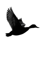 Obraz premium Graceful Wildlife Photography: Silhouette of Flying Duck in Natural Habitat