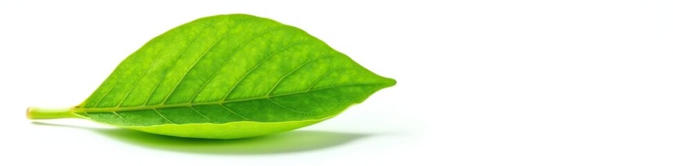 Obraz premium Freshly picked leaf isolated on white background, nature, veins