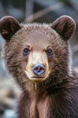 Obraz premium Close-up of a young brown bear with large black eyes and distinctive facial features.